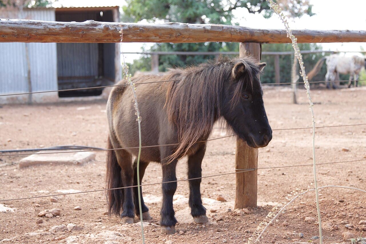 Зоопарк Пафоса
