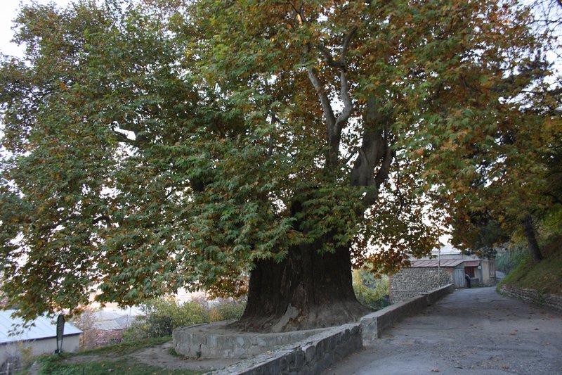 Платан Телави (800 лет)